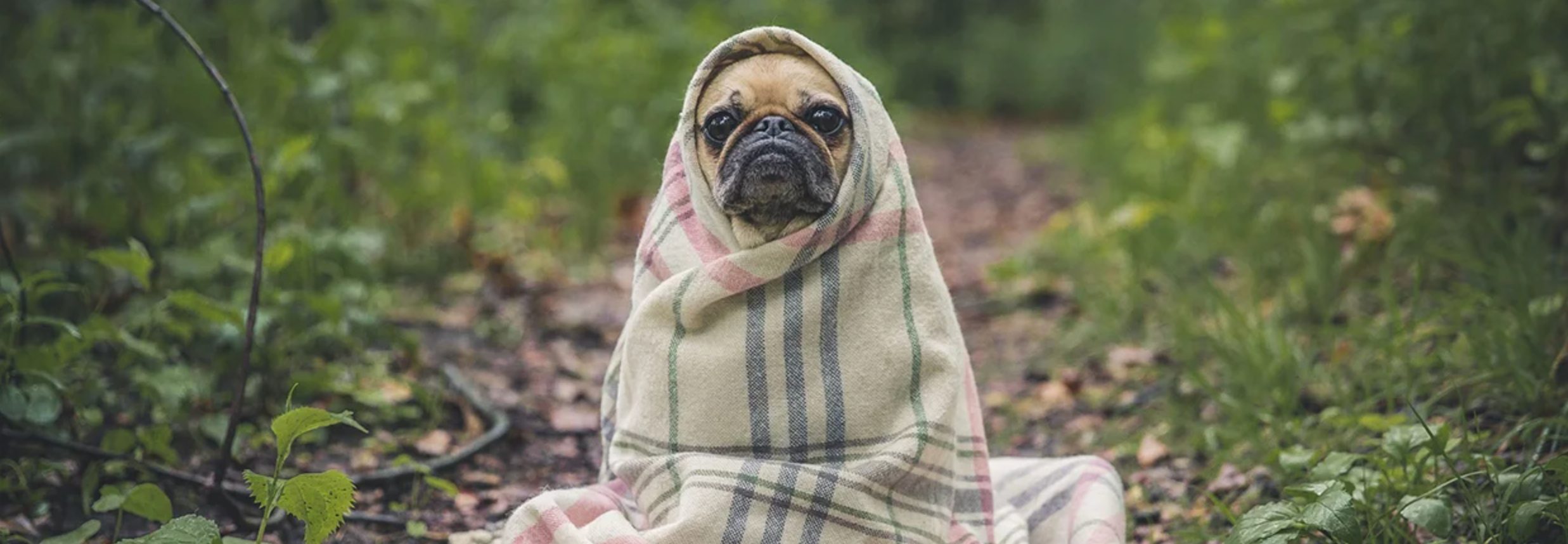 valgfri hjul Tilmeld Hvordan vælger du det bedste varmetæppe til din hund? – Mmoutdoor